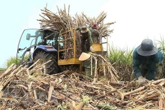Vietnam mantendrá área de caña de azúcar en 300 mil hectáreas para 2030