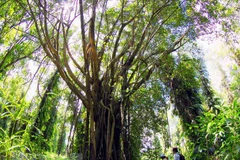 Provincia vietnamita se esfuerza por preservar vida silvestre en cordillera Truong Son
