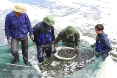 Provincia vietnamita actúa contra la pesca ilegal como respuesta a advertencia de la UE