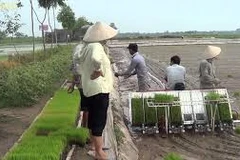 Impulsan mecanización en la producción de arroz en Hanoi