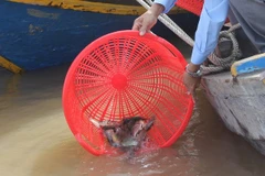 Liberan en Hanoi peces en motivo del Año Nuevo Lunar