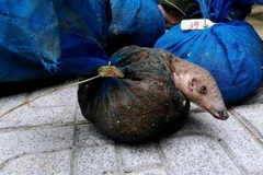Vietnam perfecciona capacidad judicial sobre comercio ilegal de animales salvajes 