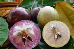 Vietnam planea establecer zonas de cultivo de caimito para exportación a EE.UU.