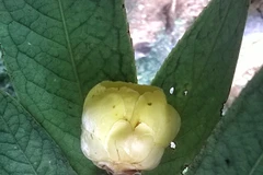 Vietnam contribuye con dos nuevos tipos de camellias raras a la lista mundial