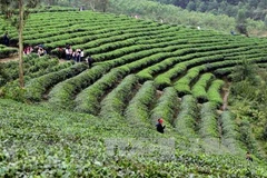 Vietnam, quinto exportador de té en el mundo