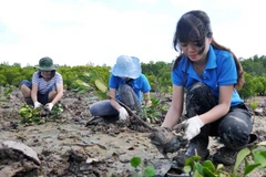 Vietnam promueve inversiones para cumplir meta de plantación forestal costera 