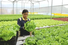 Empresas japonesas buscan socios en Vietnam mediante programa de conexión