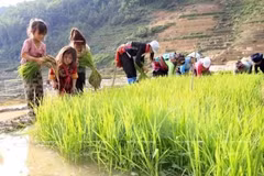  Vietnam aplica severas penas a empleadores de trabajadores infantiles