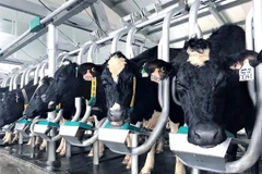 Grupo vietnamita importa cerca de mil 800 vacas de alto rendimiento de Estados Unidos