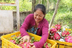 China sigue siendo mayor mercado receptor de verduras y frutas de Vietnam