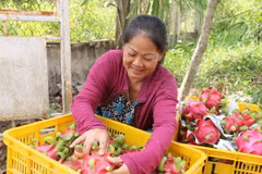 China sigue siendo mayor mercado receptor de verduras y frutas de Vietnam