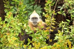 Foro sobre reserva de biodiversidad en Vietnam 