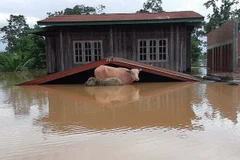 Lluvias e inundaciones causan graves consecuencias en Laos