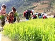 En Hanoi seminario sobre enmiendas jurídicas para erradicar trabajo infantil