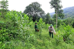 Vietnam replanta cerca de 57 mil hectáreas de bosques