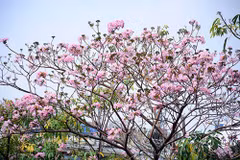 Ciudad Ho Chi Minh se tiñe de rosa con árboles de trompeta de color