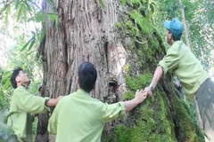 Descubren en Vietnam árbol Fokienia hodginsii de mil años