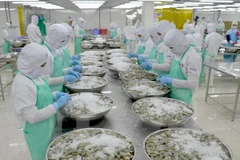 Pronostican positivo desarrollo de exportación de camarones vietnamitas