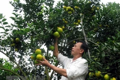 Inician construcción de fábrica de procesamiento de frutas en provincia septentrional vietnamita