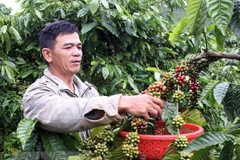 Vietnam ingresa mil millones de dólares por exportaciones de café en primer trimestre