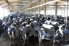 Inician en Vietnam construcción de complejo de procesado de leche de alta tecnología