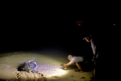 Tortugas marinas eligen isla vietnamita de Bay Canh para temporada de reproducción