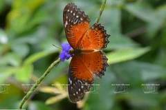 Península vietnamita de Son Tra, un regalo de la naturaleza