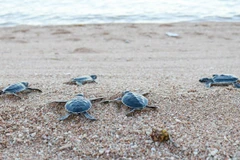 Provincia centrovietnamita de Ninh Thuan trabaja por proteger a las tortugas marinas