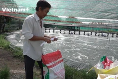Beneficioso cultivo de camarones en jaulas flotantes en provincia vietnamita
