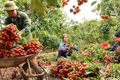 Provincia vietnamita de Bac Giang refuerza promoción de marcas y productos agrícolas