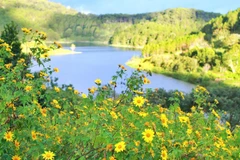 Clasifica Da Lat entre 10 mejores destinos para contemplar flores en el mundo