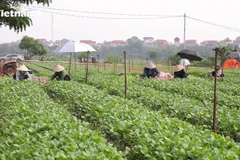 Zona verde vuelve a la producción para abastecer alimentos a Hanoi