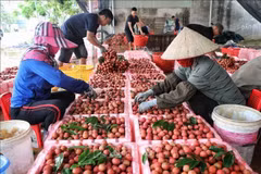 La provincia norteña de Bac Giang es famosa por sus lichis, cultivados principalmente en el distrito de Luc Ngan (Foto: VNA)