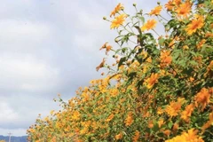 Altiplanicie Occidental de Vietnam se tiñe de amarillo en temporada de girasoles silvestres 