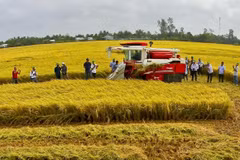 El modelo del cultivo del arroz inteligente aumenta el rendimiento. (Foto: VNA)