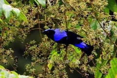 Vietnam por mejorar conservación de biodiversidad y animales salvajes