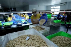 Embajada de Vietnam en Italia asiste a empresas nacionales ante riesgo de fraude en exportaciones