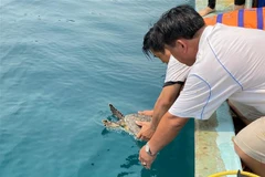 Liberan al mar ejemplar de tortuga carey en Libro Rojo de Vietnam