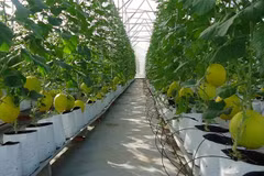 Provincia vietnamita de Bac Ninh busca mejorar agricultura con altas tecnologías 