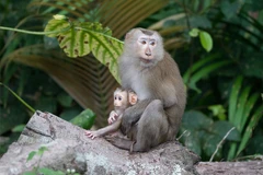 Recibe Parque Nacional en Vietnam animal en peligro de extinción 