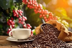 Revista internacional clasifica al café vietnamita en el top de los mejores cafés del mundo