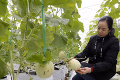 Establecerán zona agrícola de alta tecnología en provincia vietnamita de Quang Ninh