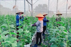 Apoyan a los agricultores de la provincia de Bac Ninh en producción agrícola