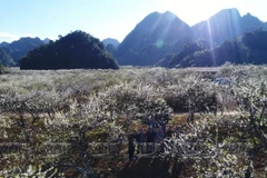 Meseta de Moc Chau en Vietnam: una opción atractiva para turistas 