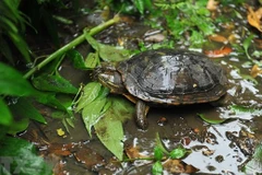 Lanzan una guía para identificar tortugas terrestres y de agua dulce en Vietnam