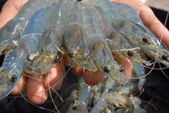 Australia aumenta importación de camarones vietnamitas