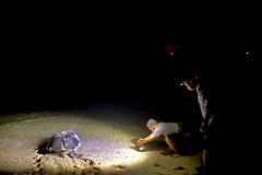 Tortugas marinas en playa de Con Dao reciben asistencia de orgullosas “parteras”