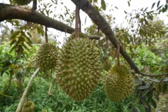 Impulsa Vietnam eficiencia del cultivo de durián para expotación a China