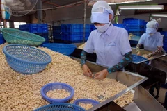 Reciben apoyo empresas exportadoras de anacardo vietnamita