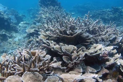 Vietnam se esfuerza por fortalecer conservación de biodiversidad marina 